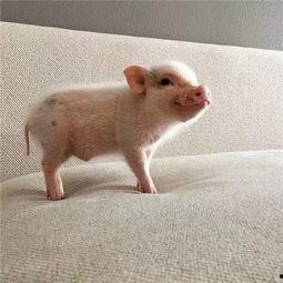 吃瓜猪娱乐新型道歉方式